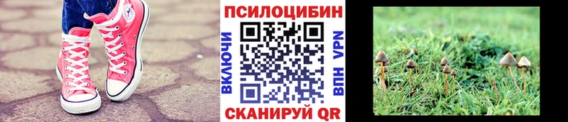 Галлюциногенные грибы Psilocybe  Называевск 